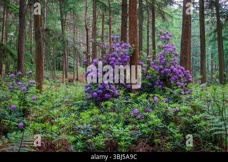 Il cespuglio di rododendri punteggiato di fiori viola si annida all'interno di una foresta e le sue vivaci fioriture si stagliano sullo sfondo di alti alberi in tarda fioritura Foto Stock