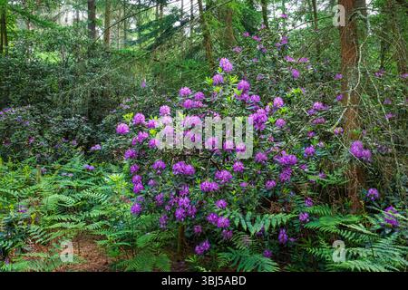 Il cespuglio di rododendri punteggiato di fiori viola si annida all'interno di una foresta e le sue vivaci fioriture si stagliano sullo sfondo di alti alberi in tarda fioritura Foto Stock