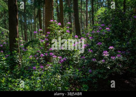 Il cespuglio di rododendri punteggiato di fiori viola si annida all'interno di una foresta e le sue vivaci fioriture si stagliano sullo sfondo di alti alberi in tarda fioritura Foto Stock