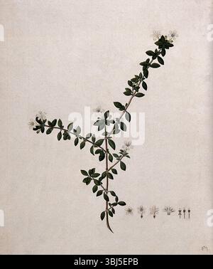 Serissa japonica (Thunb) Thunb: Stelo fiorito e segmenti floreali, (17--). Foto Stock