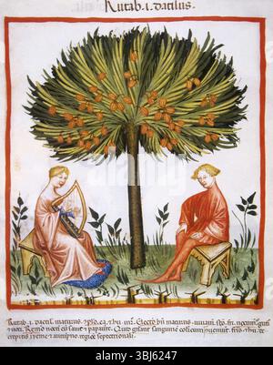 Palma da dattero, XIV secolo. Da Tacuinum Sanitatis Folio 13v, un manuale medievale sulla salute. Foto Stock