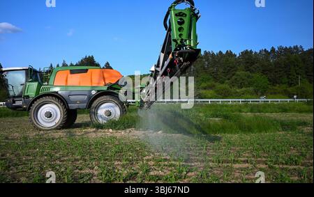 Macchine agricole che spruzzano insetticidi su giovani piante di mais. Foto Stock