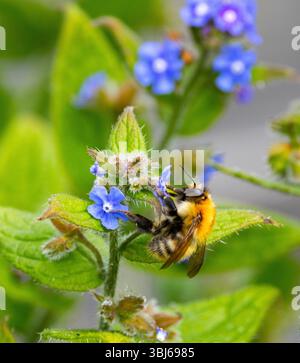 Comune e diffuso, il Common Carder è l'unico zenzero comune privo di coda bianca. Sono attivi alla fine dell'anno Foto Stock