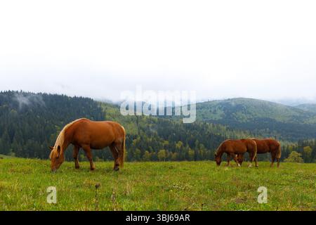 L'immagine raffigura tre bellissimi cavalli bruni che pascolano pacificamente su una vibrante erba verde, adagiati su uno splendido sfondo di montagne e cieli ricoperti di nebbia Foto Stock