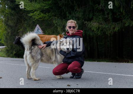 L'immagine cattura un momento sereno con una giovane donna inginocchiata accanto a un amico cane malamuto dell'Alaska su una tranquilla strada rurale, con mucche che pascolano Foto Stock