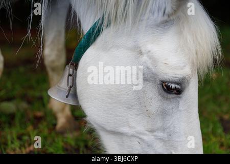 Questa immagine mostra in modo splendido il sereno primo piano di un cavallo bianco, evidenziando il suo occhio espressivo, la criniera fluente e la campana attaccata al suo nec Foto Stock