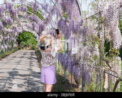 Wisteria Walk al RHS Wisley Surrey, con una signora alla moda in cappello, scattando una fotografia su smartphone delle fioriture di Wisteria nel passaggio ad arco. Foto Stock