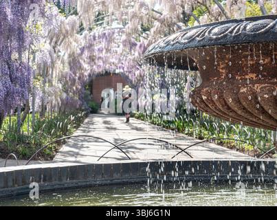RHS Wisteria floribunda «Kimono» e «Kokuryu» fioriscono sulla Wisteria Walk con fontana rustica ornata in primo piano e i visitatori passeggiano sotto l'arco di glicine in fiore illuminato dal sole presso RHS Wisley Surrey UK Foto Stock