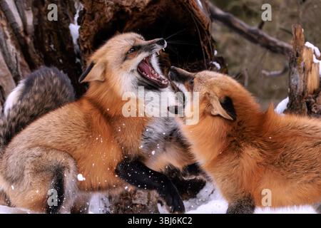 Le volpi rosse sono di solito insieme in coppie o piccoli gruppi composti da famiglie, come una coppia accoppiata e i loro giovani. Foto Stock
