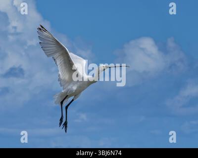 Beccuccio eurasiatico (Platalea leucorodia) adulto che vola in alto, laguna di Sotavento, Fuerteventura, Isole Canarie, novembre. Foto Stock