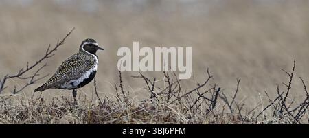 Golden plover nell'allevamento del piumaggio Foto Stock