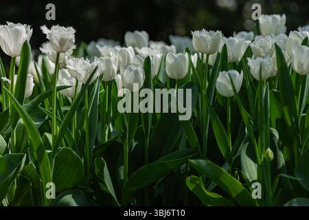 Bellissimi tulipani bianchi che sbocciano nel giardino primaverile con foglie verdi in una giornata di sole, mettendo in risalto la purezza e l'eleganza della natura Foto Stock
