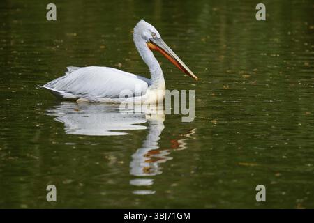 Pellicano dalmata (Pelecanus crispus), nuotando tranquillamente su un'acqua ferma, riflessa nelle acque calme, Francia, Europa Foto Stock