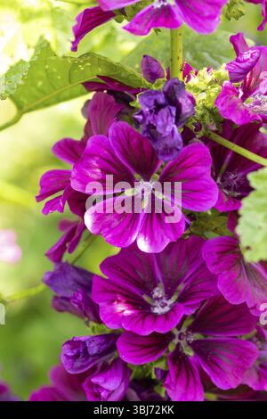 Primo piano di fiori viola di malva comune (Malva sylvestris) con accenti verdi in brillante luce estiva, Neunkirchen, bassa Austria, Austria, Europa Foto Stock
