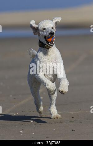 Un cane bianco e un re bianco corre con impazienza con una palla in bocca direttamente verso la macchina fotografica, De Cocksdorp, Eierland, Texel, Isole Frisone occidentali Foto Stock