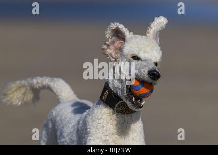 Primo piano di un cane, un re bianco con una palla in bocca, De Cocksdorp, Eierland, Texel, Isole Frisone occidentale, Olanda settentrionale, Foto Stock