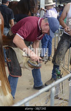 GATTON, AUSTRALIA, 2 MAGGIO 2025: I contadini non identificati inchiodano un nuovo ferro di cavallo sullo zoccolo di un cavallo pesante Foto Stock