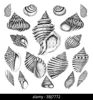Collezione Sea Shell. Illustrazioni in bianco e nero di conchiglie marine disegnate a mano. Isolato su sfondo bianco. Ideale per il design e l'uso creativo. Foto Stock