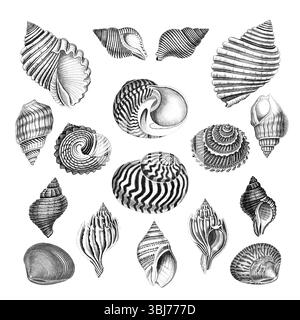 Collezione Sea Shell. Illustrazioni in bianco e nero di conchiglie marine disegnate a mano. Isolato su sfondo bianco. Ideale per il design e l'uso creativo. Foto Stock