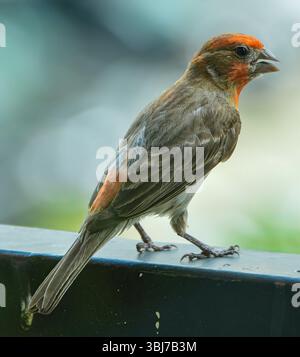 Casa Finch con testa rossa Foto Stock