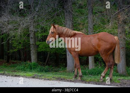 L'immagine presenta uno splendido cavallo marrone che si erge accanto a un sentiero sterrato con una pittoresca foresta sullo sfondo, che mostra il vibrante fogliame verde Foto Stock