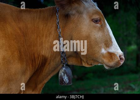 Questa immagine presenta un profilo laterale di una mucca marrone che indossa un ciondolo a campana intorno al collo. La vegetazione lussureggiante sullo sfondo aggiunge un tocco sereno, ad alta velocità Foto Stock