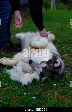 Un adorabile Malamute dell'Alaska giace sulla schiena, godendo di dolci pancia, circondato da lussureggiante erba verde e soffici ciuffi di pelliccia, creando un ser Foto Stock