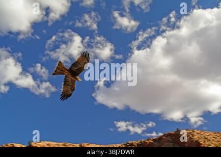Buzzard vola al cielo Foto Stock