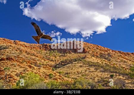 Buzzard vola al cielo Foto Stock