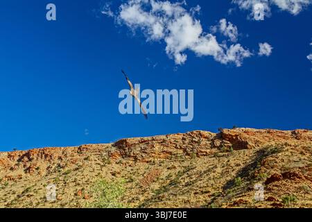 Buzzard vola al cielo Foto Stock