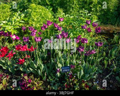 Chenies Manor tulipani ad aprile. Tulipa Purple Dream e Tulipa Doll's Minuet. Vibranti fiori magenta e viola contro il fresco fogliame di Monkshood. Foto Stock