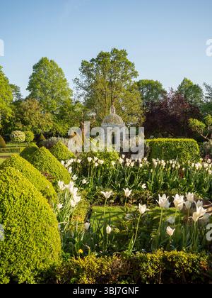Chenies; pagoda Birdcage a tarda primavera con tulipani trionfatori topiari e bianchi in una serata soleggiata. Foto Stock