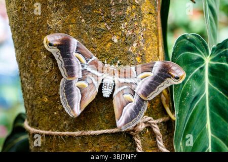Grande e colorato Ricini Moth, Samia cynthia, arroccato su un tronco di albero con fogliame verde sullo sfondo nel giardino delle farfalle di tenerife Foto Stock