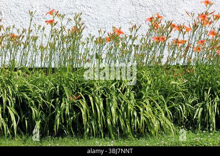 Hemerocallis fulva, arancio giglio diurno o giglio fosso, forma un denso bordo di foglie verdi ad arco e alti steli sormontati da un fiore d'arancio a forma di tromba Foto Stock