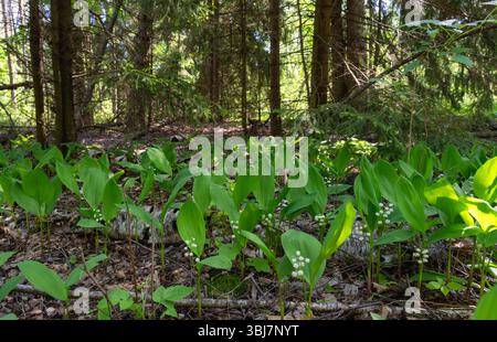 Terreno boschivo con fogliame e giglio verde della valle Foto Stock