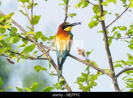 Mangiapezzi multicolore che riposano su un ramo Foto Stock
