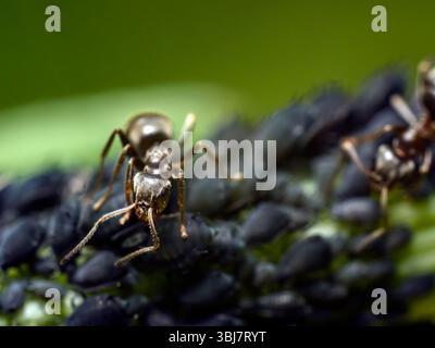 Primo piano di una formica nera su uno stelo vegetale verde, che coinvolge gli afidi scuri. Interazione della natura osservata in macro dettaglio che mostra la delicata ecologica Foto Stock