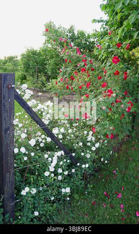 Vibranti cespugli di rose rosse e bianche fioriscono abbondantemente lungo una recinzione di filo metallico con un palo di legno in un giardino erboso e lussureggiante Foto Stock