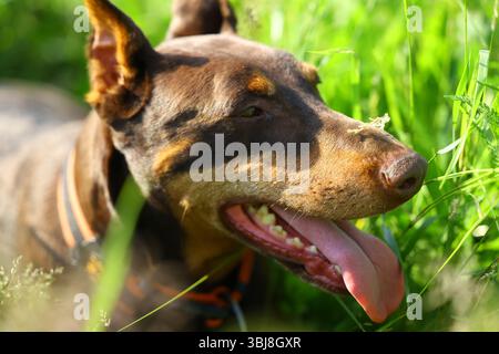 Primo piano Ritratto di un Doberman Dog con la lingua fuori, seduto su un prato con erba soffice e sfocata sullo sfondo Foto Stock