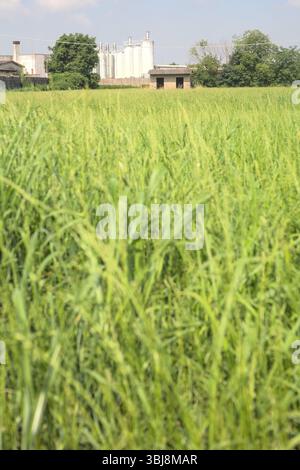Baracca in cemento abbandonata su un campo con un complesso industriale sullo sfondo in una giornata di sole nella campagna italiana Foto Stock