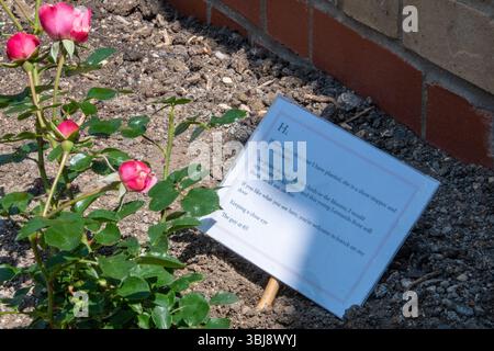 Un regalo alla comunità dal tizio al numero 65. Un cespuglio di rose in fiore. Foto Stock