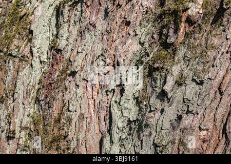 Corteccia di un vecchio acero d'argento. Consistenza della corteccia degli alberi. Foto Stock