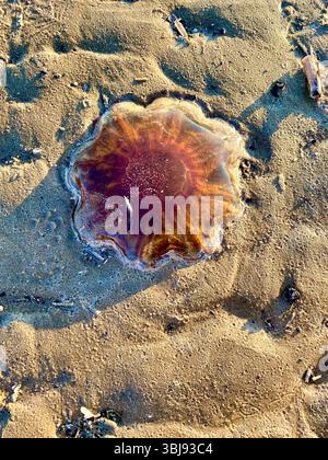 Grandi meduse sulla spiaggia sabbiosa di Crosby Beach, Merseyside, Regno Unito, con sabbia circostante visibile in condizioni di sole Foto Stock