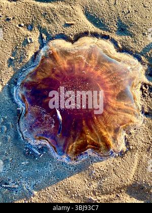 Primo piano di grandi meduse arenate sulla sabbia a Crosby Beach, Merseyside, Regno Unito, in una giornata di sole Foto Stock