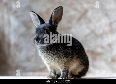 Ritratto Black Otter Rex Rabbit a 11 settimane Foto Stock