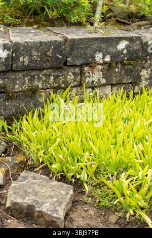 San Gallo, Svizzera, 23 giugno 2024 Iris lacustris o pianta di Iris di lago nano presso il giardino botanico Foto Stock