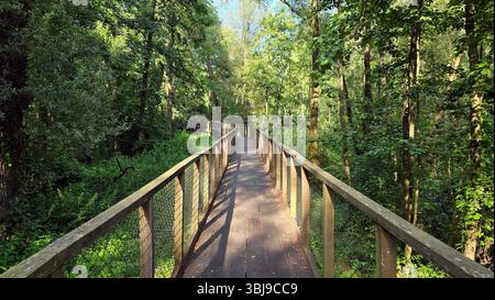 Passerella sopraelevata in legno con ringhiere a rete curva dolcemente attraverso una vibrante foresta ripariale di salice, ontano e cenere, le sue tavole catturano il cambiamento Foto Stock