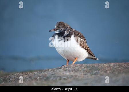 Turnstone Foto Stock