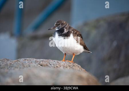 Turnstone Foto Stock