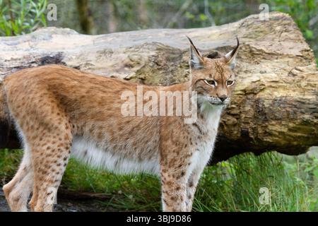 Lince borea eurasiatica lyn Foto Stock
